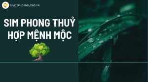 sim phong thuỷ hợp mệnh mộc