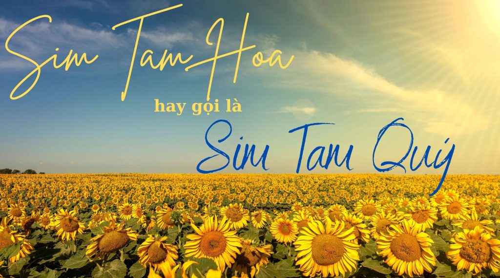 Sim Tam Hoa là gì? Bật mí những điều thú vị cần biết về Sim Tam Hoa - 3 số giống nhau 2 Sim tam hoa hay gọi là sim tam quý